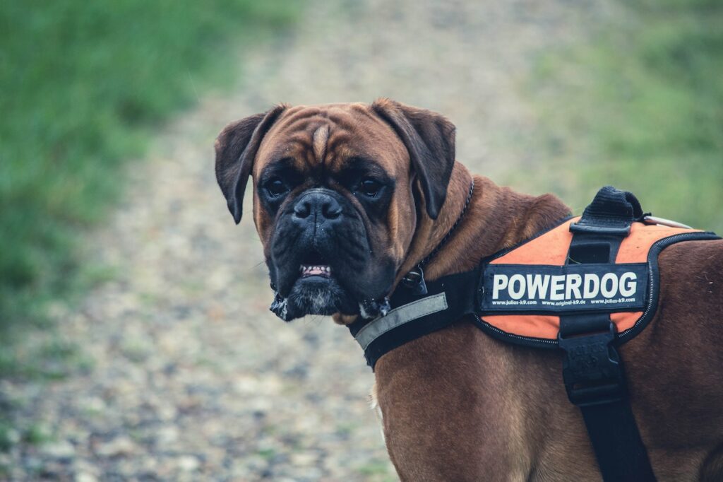 A dog with a vest that says “powerdog” staring at the camera