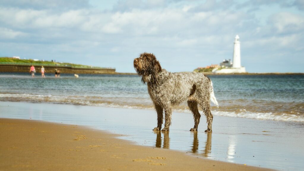 One of the Italian dog breeds standing on the beach.